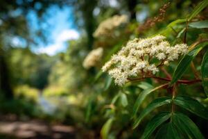 A close up of some white flowers in a forest photo