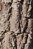 Tree bark texture close-up forest nature photography outdoor macro view natural patterns photo