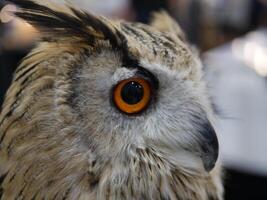 Owl close-up encounter wildlife sanctuary photography natural setting immersive wildlife observation photo