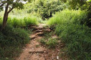 Nature trail exploration lush greenery outdoor adventure serene environment ground level view wilderness escape photo