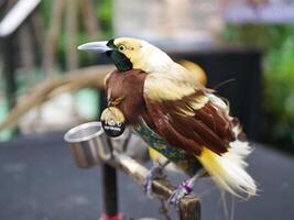 Colorful bird displaying feathers tropical environment wildlife photography close-up nature concept photo