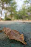 Fallen leaf on pavement nature trail close-up photography outdoor environment ground level seasonal change photo