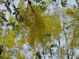 Nature scene yellow flowering trees outdoor forest photography bright environment close-up view botanical beauty photo