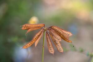 Nature study brown seed pods open field macro photography soft focus botanical concept photo