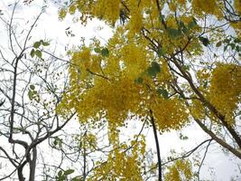 Blooming cassia tree tropical region nature photography outdoor setting close-up view botanical beauty photo
