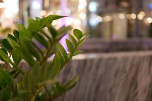 Close-up of lush greenery urban environment plant photography modern setting natural beauty serenity photo