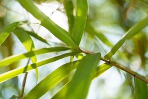 Bamboo leaves close-up natural habitat photography lush environment upward view serenity and growth photo