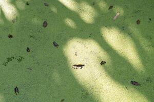 Leaves floating on green water surface natural pond close-up view tranquil environment nature concept photo