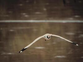 Bird in flight over calm water wildlife photography natural habitat aerial perspective serenity in nature photo