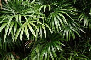 Lush green plant life tropical environment nature photography indoor setting close-up view vibrant ecosystem photo