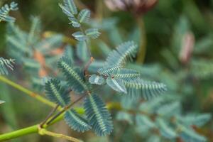 Close-up study of mimosa pudica plant outdoor garden botanical photography natural setting macro view botanical diversity photo