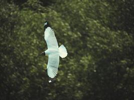 Bird in flight natural habitat wildlife photography lush greenery aerial view freedom and nature photo