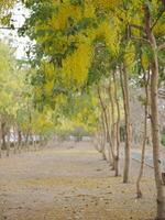Golden blossoms in spring urban park nature photography serene environment perspective on floral beauty photo