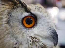 Close-up of a majestic owl wildlife sanctuary animal photography natural habitat intimate perspective wildlife conservation photo