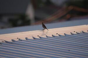 Bird perched on rooftop urban setting wildlife photography cityscape elevated perspective nature observation photo