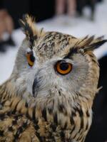 Owl close-up wildlife sanctuary animal photography natural habitat eye level majestic predator photo