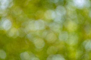 Nature scene outdoor forest abstract background bright green bokeh close-up view serenity photo