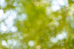 Nature scene outdoors abstract background green environment close-up view bokeh effect photo