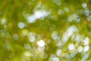 Captivating nature scene blurred green background abstract photography outdoor environment close-up view light reflection concept photo