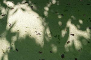 Natural patterns tranquil water surface close-up photography outdoor bird's eye view reflection of nature photo