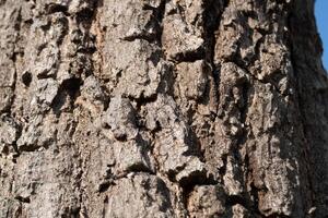 Close-up texture exploration tree bark nature outdoor macro view organic patterns photo