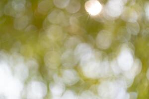 Captivating sunlight filters through greenery nature scene outdoor bokeh effect serene atmosphere visual concept photo