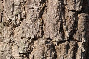 Textured bark close-up nature photography forest macro organic patterns photo