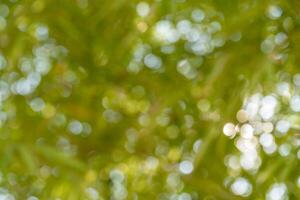 Bokeh effect nature scene outdoors abstract imagery lush greenery close-up soft focus photo