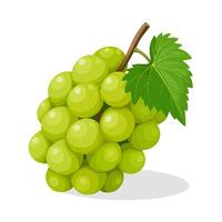 Bunch of green grapes with leaf vector