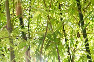Bamboo growth action forest location nature content lush environment close-up viewpoint tranquil concept for seo impact photo