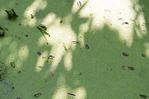 Nature scene with duckweed pond photography sunlit environment top view tranquility photo