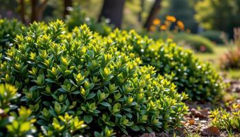 dense green shrubbery in a sunlit clearing photo