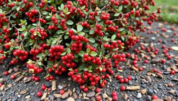 a bush with small red berries scattered on the ground photo