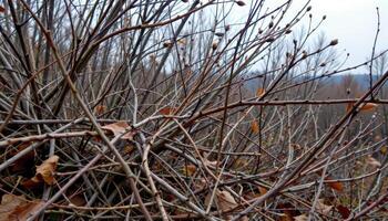 wild bushes tangled with branches and dry leaves photo