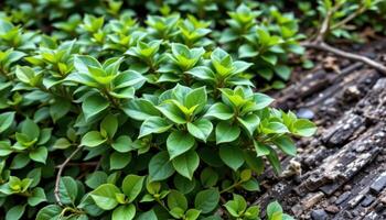 shrubs with thick green leaves and rough bark photo