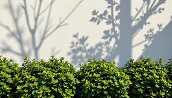 bushes with dark green leaves in shadow photo