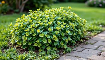 a low shrub with soft green leaves on a path photo