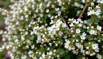 a wild bush covered with tiny white flowers photo