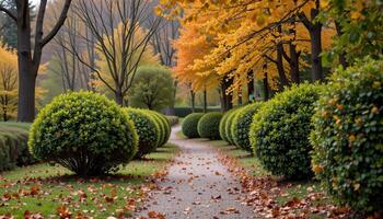bushes lining a quiet forest path in autumn photo