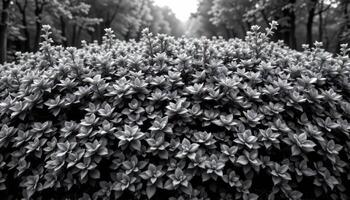 a thick thicket of dense leafy bushes photo