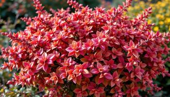 a bush with red and orange leaves in fall light photo