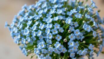 a bouquet of forget me nots in soft blue huess photo