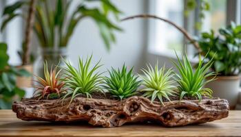 a group of air plants on a driftwood displays photo