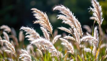 ornamental grasses blowing in a gentle breezes photo