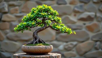 a bonsai tree placed on a stone pedestals photo