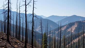 forest of blackened trees after wildfires photo