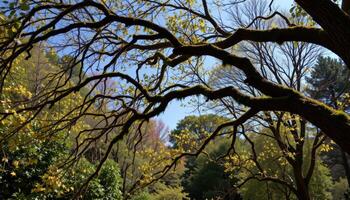overhanging branches forming a natural archs photo