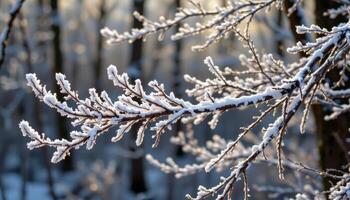 shimmering frost on forest branchess photo