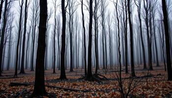 a burned forest with blackened trunkss photo