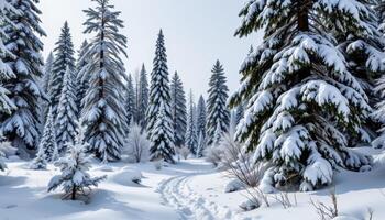 snow covered forest with tall fir treess photo